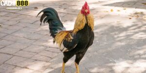 đá gà cựa dao